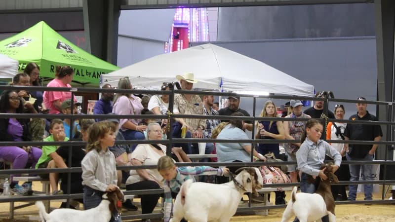 Youth exhibitors showing goats in the livestock ring at the West Tennessee State Fair